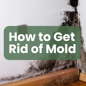 how to get rid of mold