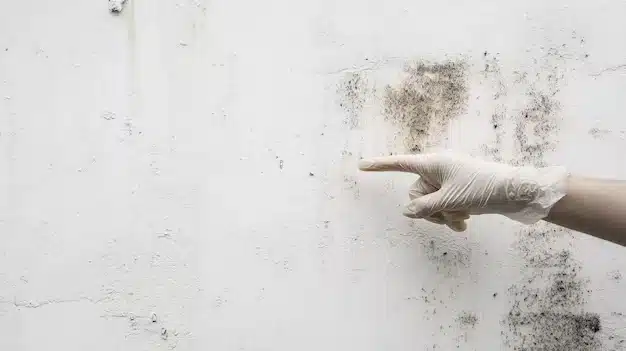 Mold inspector pointing to black mold growth on a white basement wall identifying what causes black mold in basements before professional remediation