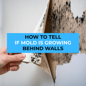 mold behind walls