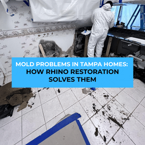 mold removal in Tampa