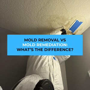 mold removal vs mold remediation