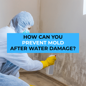 prevent mold after water damage
