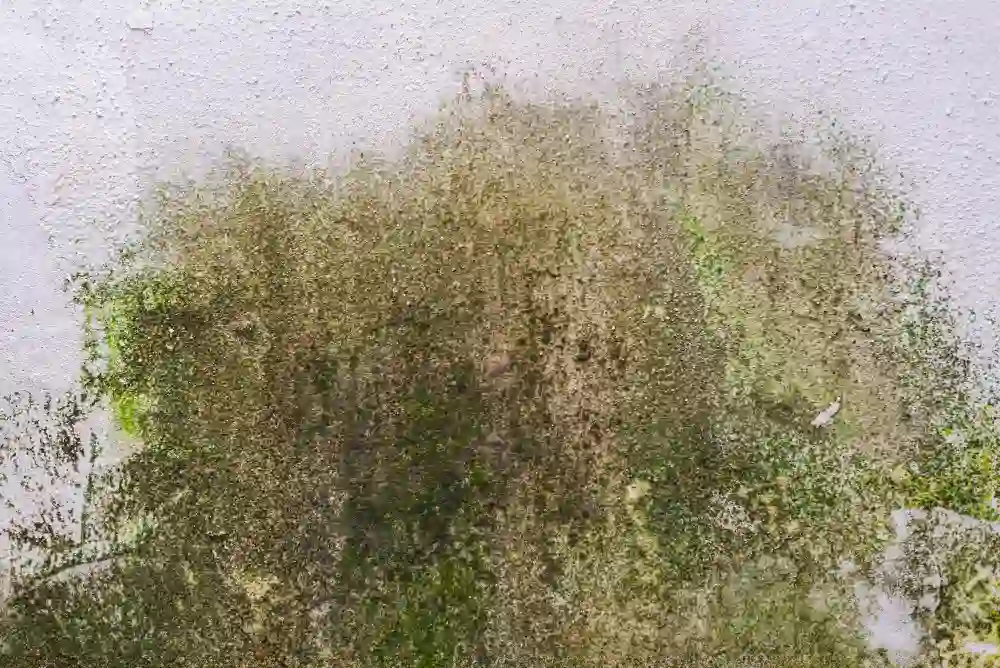 Green fuzzy mildew patches growing on textured wall surface illustrating what is the difference between mold and mildew in humid Florida homes