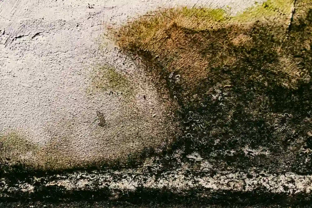 Heavy black mold and greenish mildew damage on exterior wall helping homeowners understand what is the difference between mold and mildew