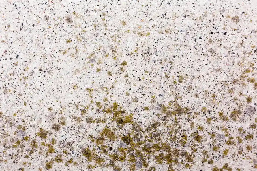 Close up of mildew and mold spores on a ceiling surface showing how to remove mold from bathroom ceiling safely and thoroughly