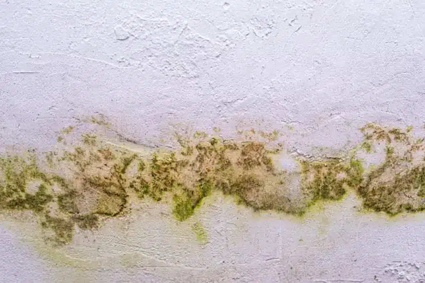Green mold growth spreading along a damp wall illustrating how to remove mold from bathroom ceiling and prevent regrowth
