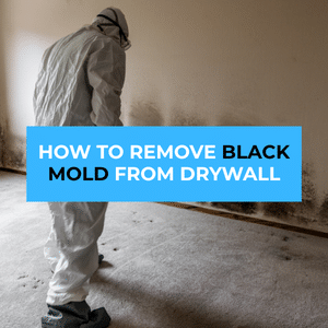 remove black mold drywall