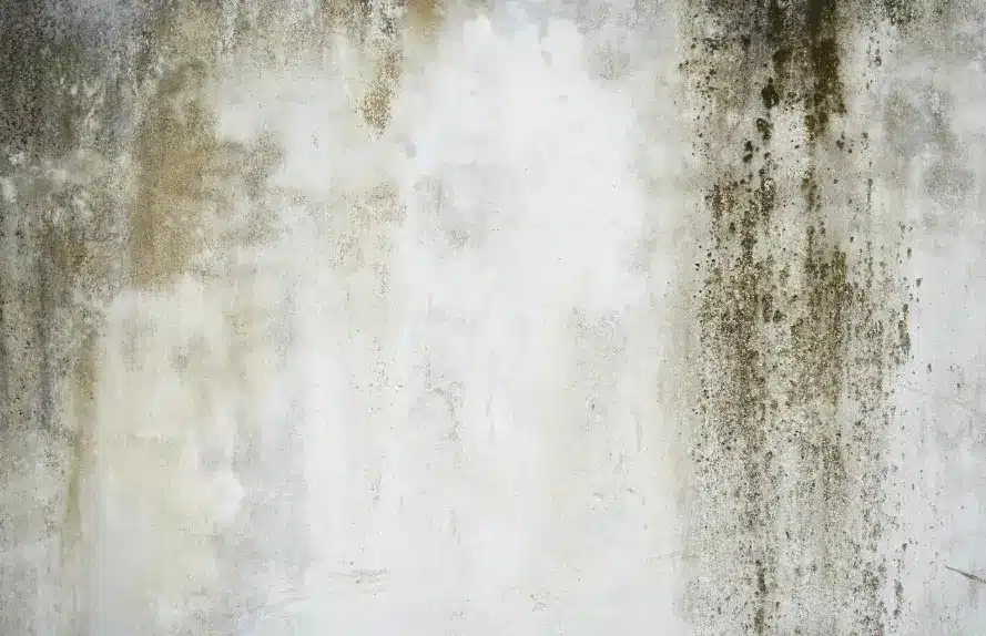 Severe water stains and mold growth on a wall showing why Florida homeowners need water damage insurance claim tips before filing